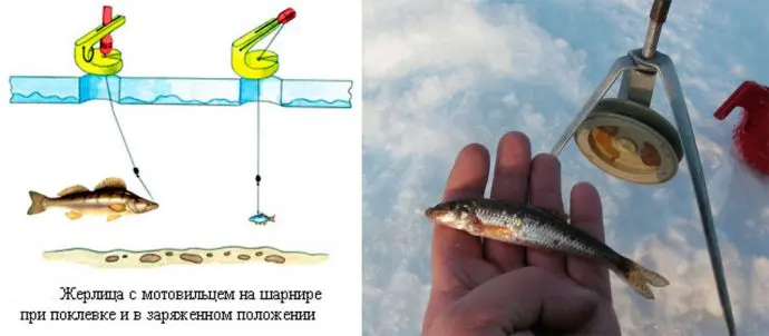 Catching pike perch on zherlitsy in winter: tackle, bait, fishing for sprat