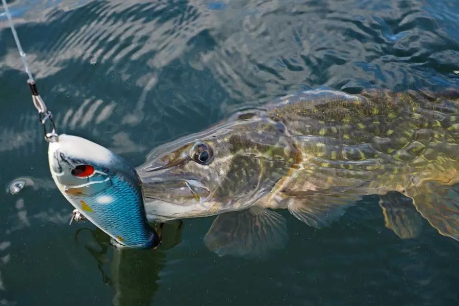 Catching pike with a jerkbait. Top 5 best jerks for pike