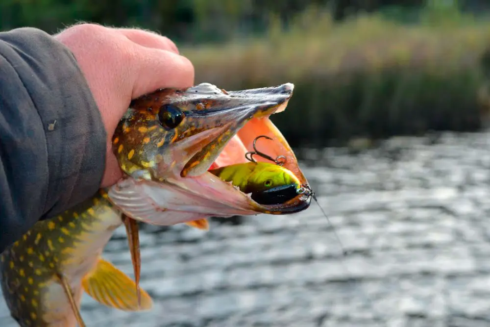 Catching pike with a jerkbait. Top 5 best jerks for pike