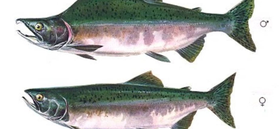 Menangkap salmon merah muda: cara menangkap salmon merah muda saat berputar di Sakhalin