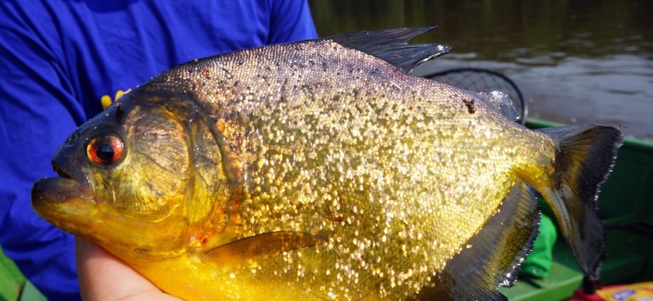 Catching piranha: choosing a place, fishing methods, bait and tackle