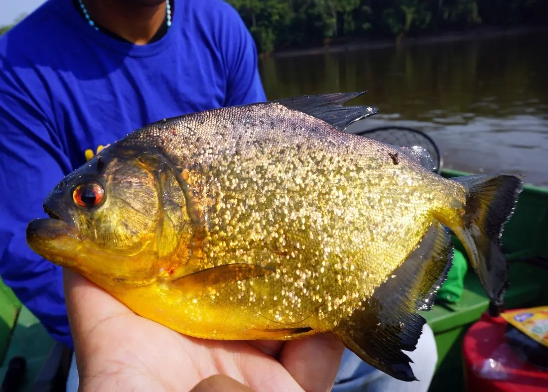 Catching piranha: choosing a place, fishing methods, bait and tackle