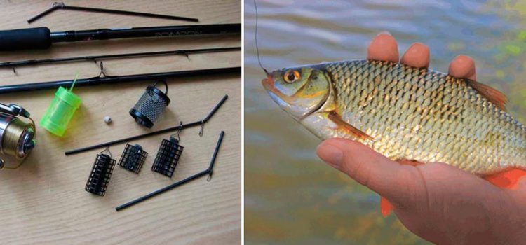 Catching roach on the feeder in spring, summer and autumn, on the course and in still water