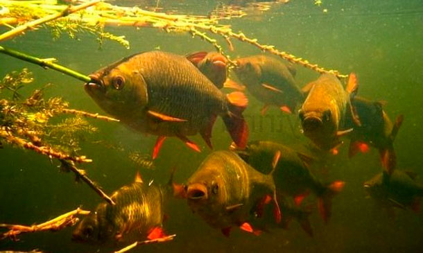 Catching roach on the feeder in spring, summer and autumn, on the course and in still water