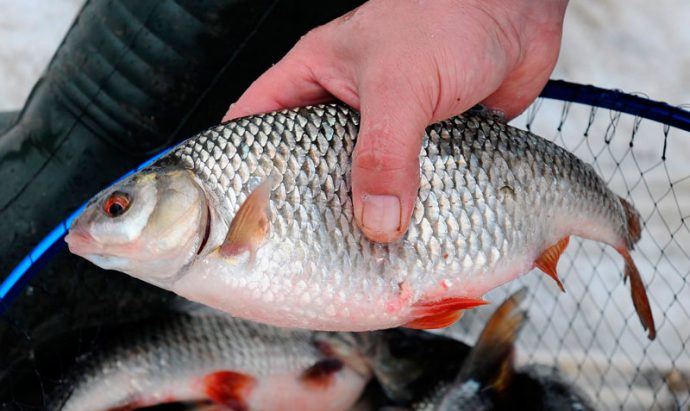 Catching roach on the feeder in spring, summer and autumn, on the course and in still water