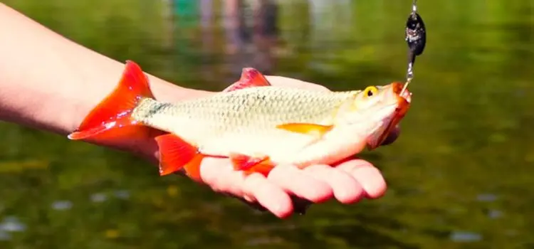 Catching rudd on a float rod and spinning, in spring and summer