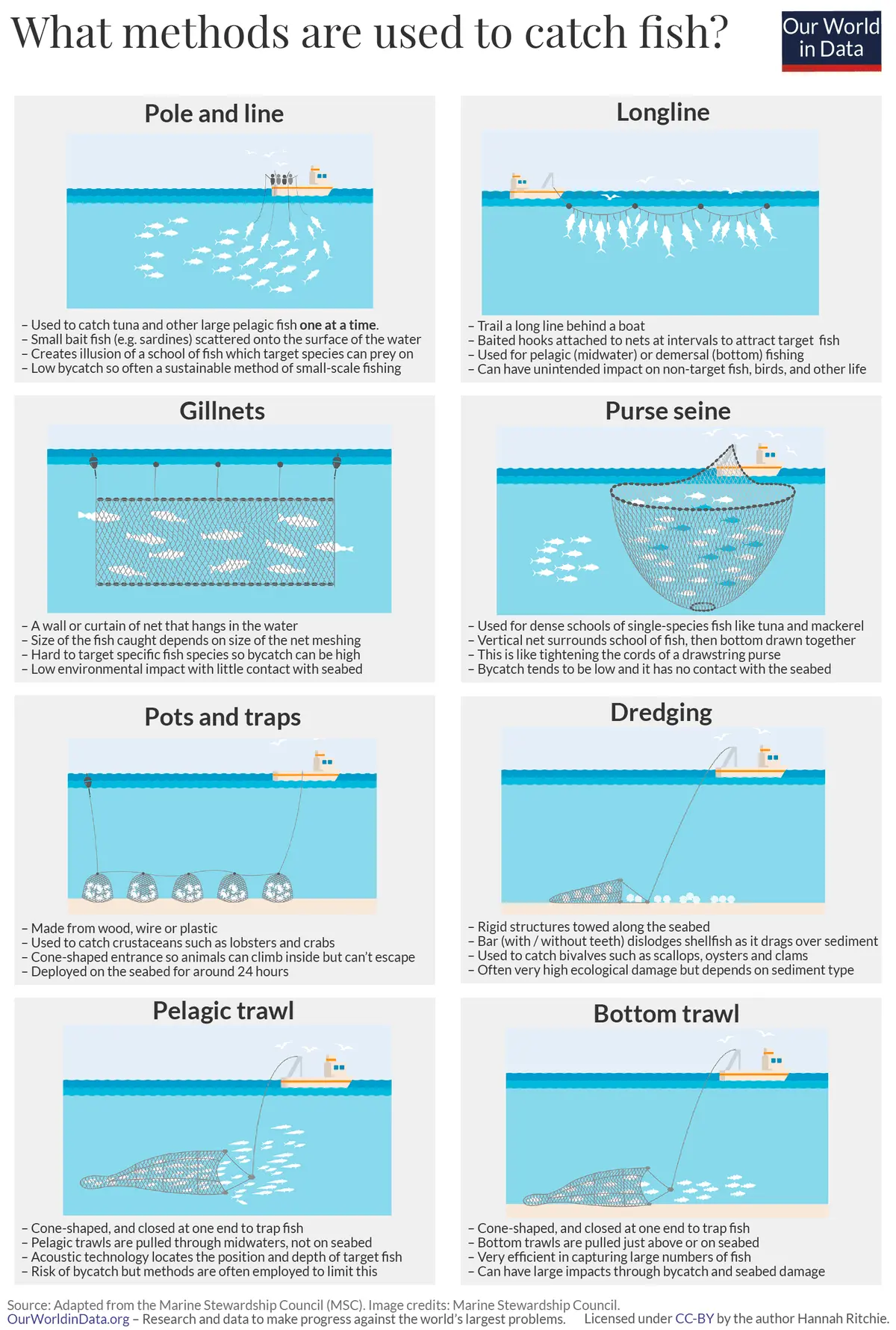 Catching saithe: habitat, lures and methods of catching fish