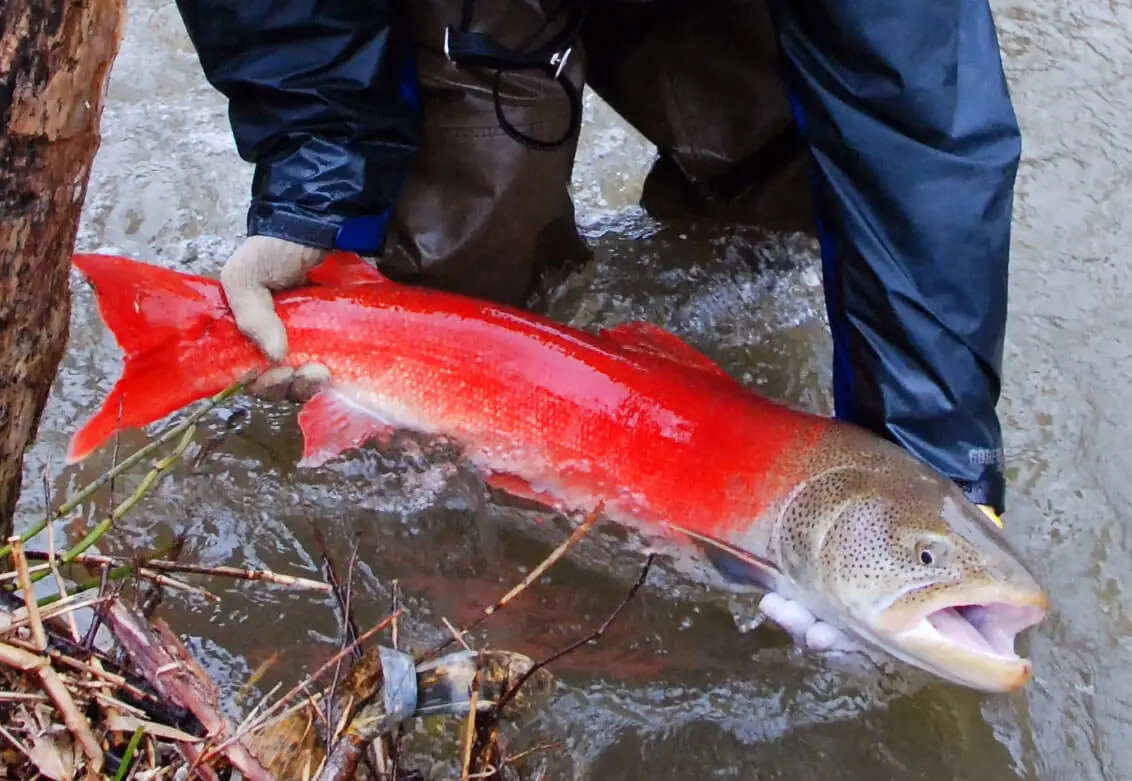 Catching Sakhalin Taimen: lures, tackle and methods of catching fish