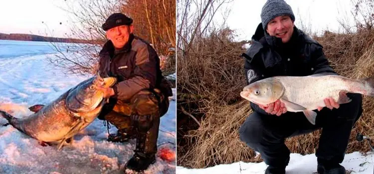 Catching silver carp from ice in winter: tackle and bait, what and where to catch