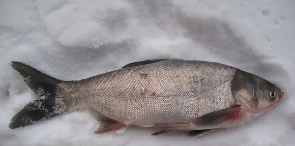 Catching silver carp from ice in winter: tackle and bait, what and where to catch