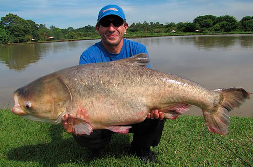 Catching silver carp from the bottom: what to catch and where to catch