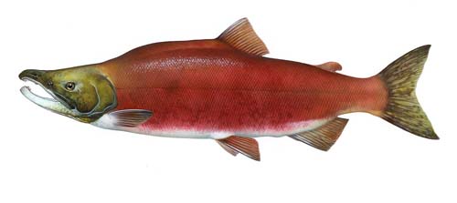 捕捉红鲑鱼：描述、照片和捕捉红鲑鱼的方法