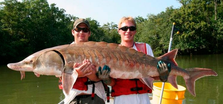 Catching sterlet on the donk, gum and hooks, tackle and bait