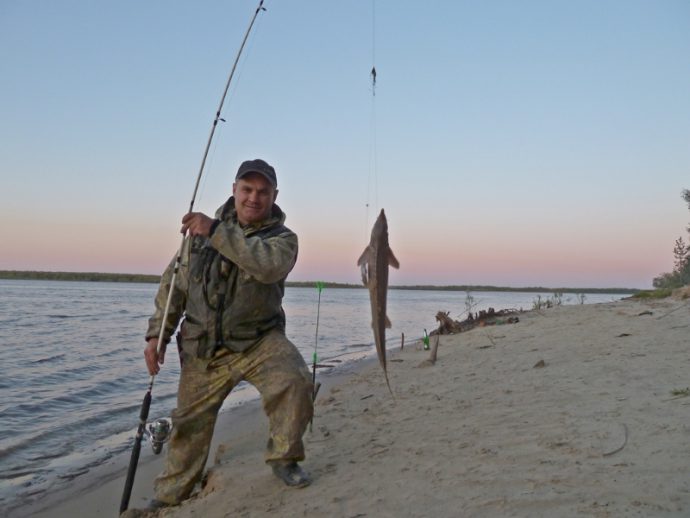 Catching sterlet on the donk, gum and hooks, tackle and bait