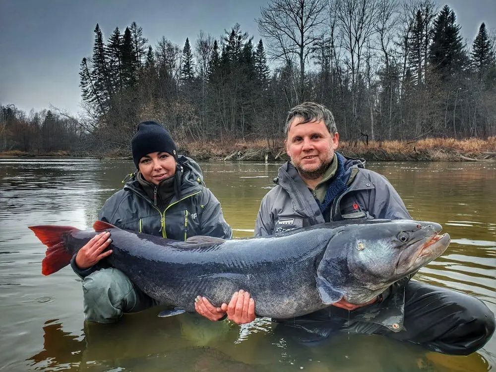 Catching taimen: spinning tackle for fishing for large taimen on the river in spring