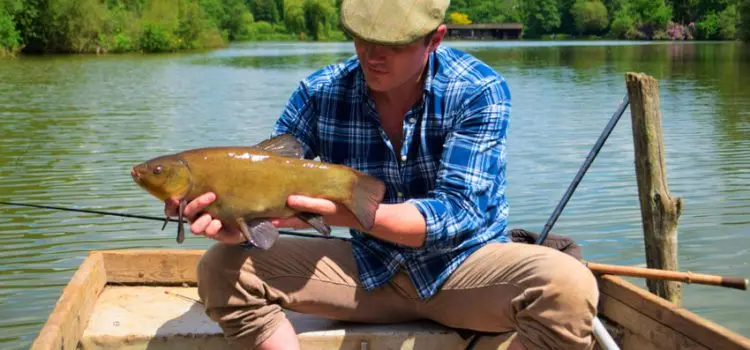 Catching tench in May on a float rod: baits, fishing techniques