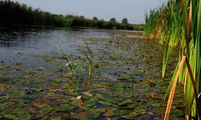 Catching tench in May on a float rod: baits, fishing techniques