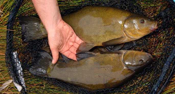 Catching tench in May on a float rod: baits, fishing techniques