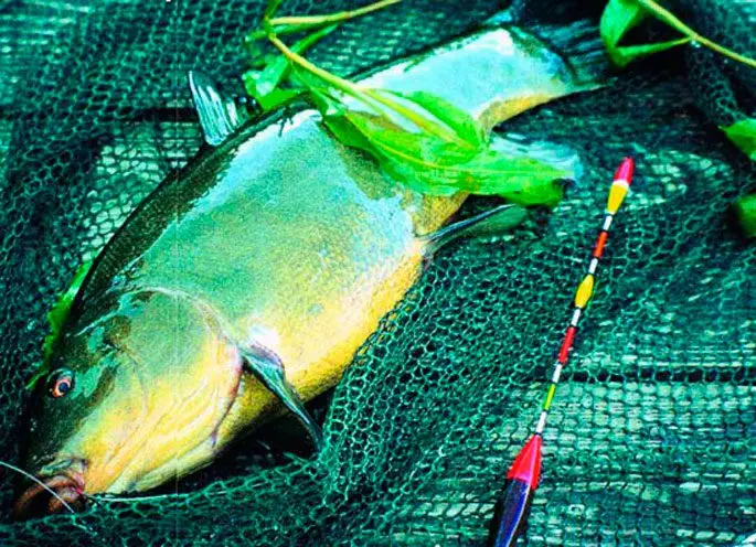 Catching tench in May on a float rod: baits, fishing techniques