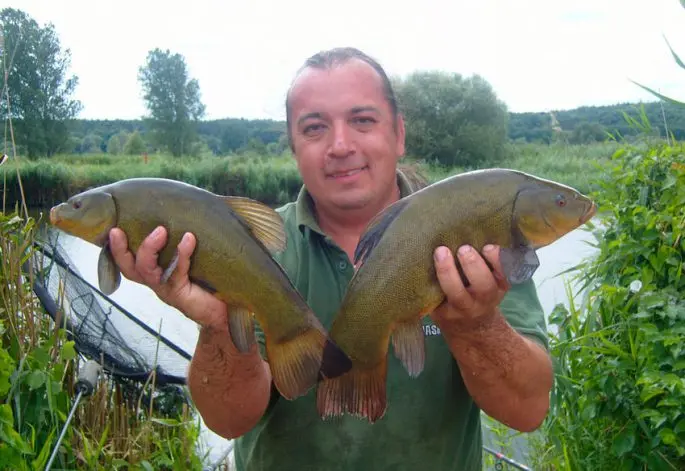 Catching tench in May on a float rod: baits, fishing techniques