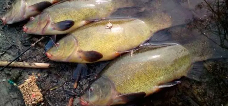 Catching tench on the feeder: equipment, bait and bait