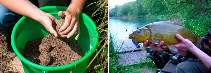 Catching tench on the feeder: equipment, bait and bait