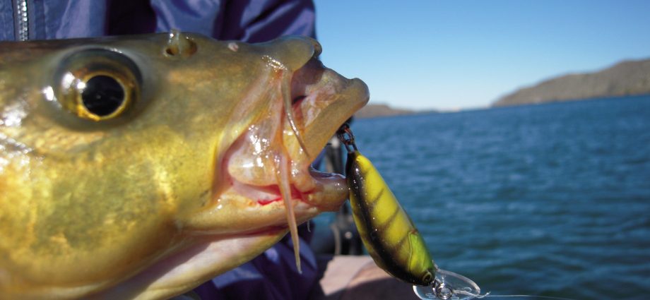 Catching yellow fish on a spinning rod: lures and places for catching fish