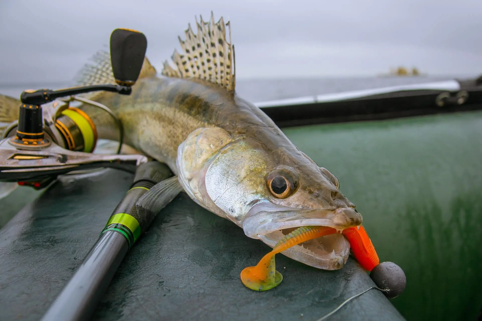 Catching zander in spring and summer: spinning tackle for night fishing for zander from a boat and shore