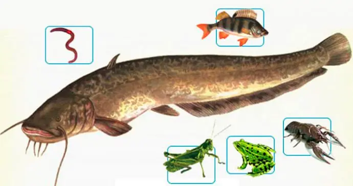 Catfish bait: the best bait for catching catfish in spring, summer and autumn
