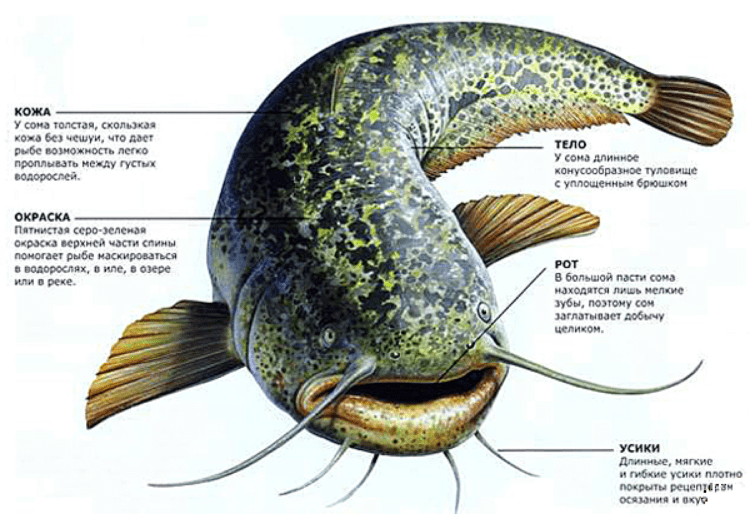Catfish: description, habitat, food and habits of fish