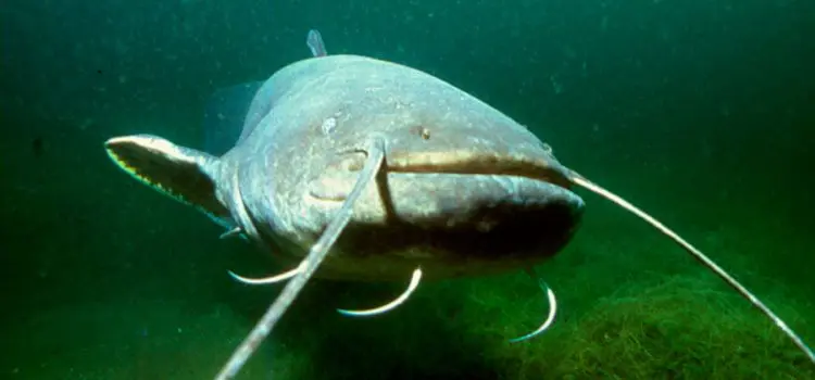 Catfish: description of fish, habitat, species that eat