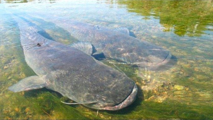 Catfish: description of fish, habitat, species that eat