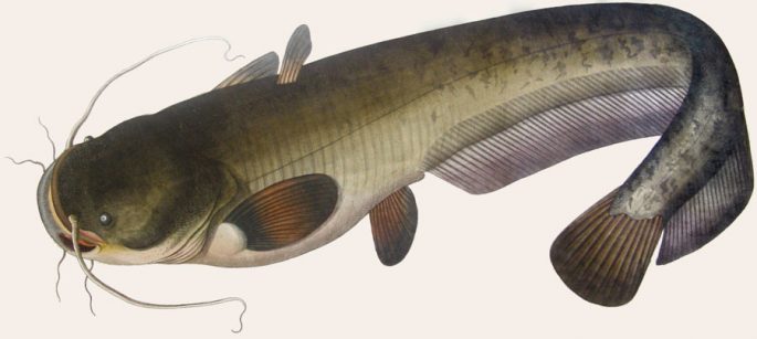 Catfish: description of fish, habitat, species that eat