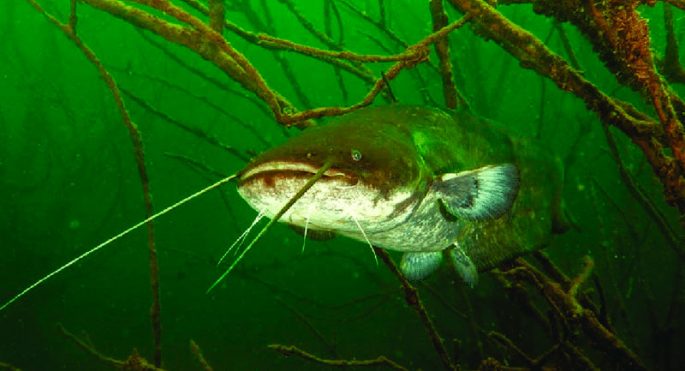 Catfish: description of fish, habitat, species that eat