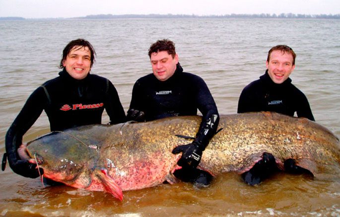 Catfish: description of fish, habitat, species that eat