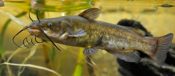 Catfish: description of fish, habitat, species that eat