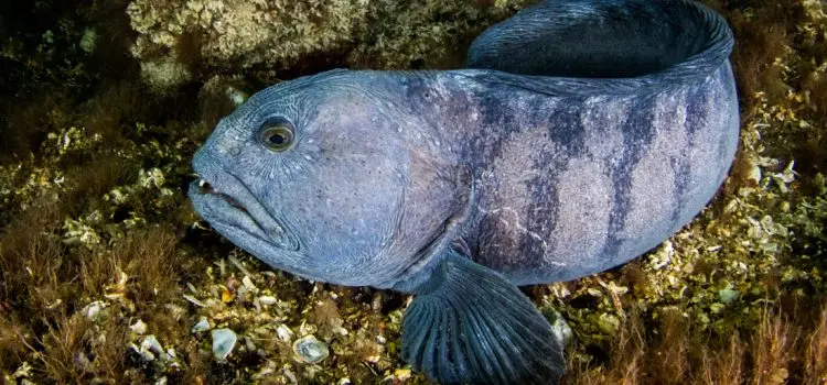 Catfish fish: description, where it lives, what it eats, types