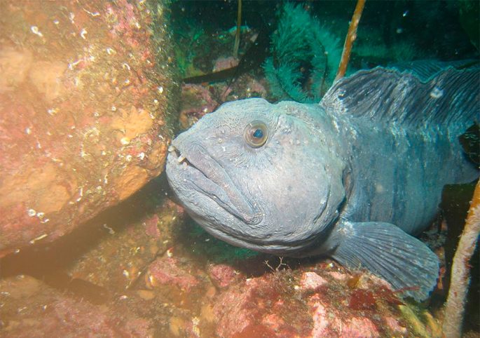 Catfish fish: description, where it lives, what it eats, types