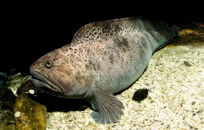 Catfish fish: description, where it lives, what it eats, types