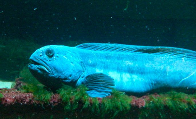 Catfish fish: description, where it lives, what it eats, types