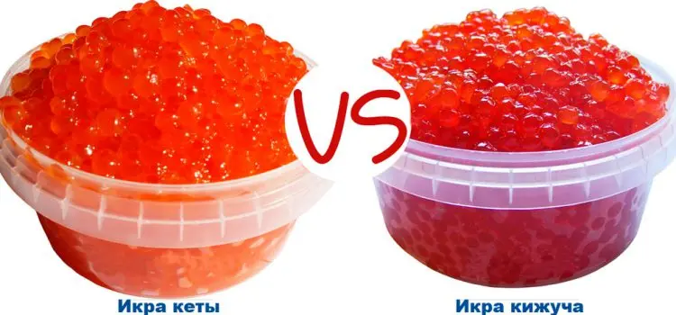 Caviar of chum salmon or coho salmon &#8211; which red caviar is better? What is the difference?