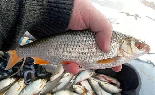 Chebak fish (Siberian roach): appearance, habitat