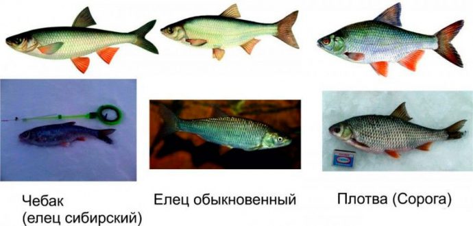 Chebak fish (Siberian roach): appearance, habitat