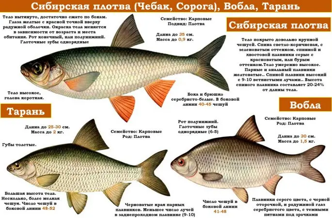 Chebak fish (Siberian roach): appearance, habitat