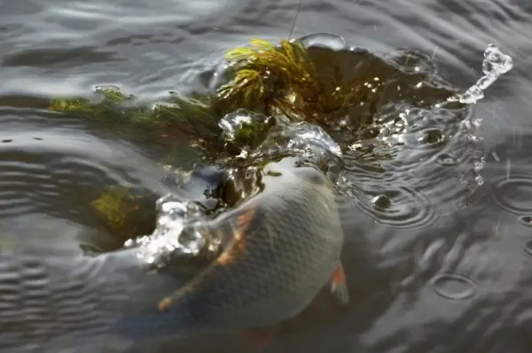 Chebak fish (Siberian roach): appearance, habitat