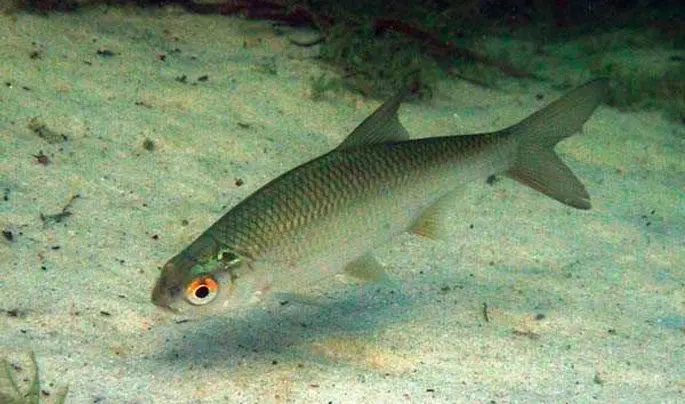 Chebak fish (Siberian roach): appearance, habitat