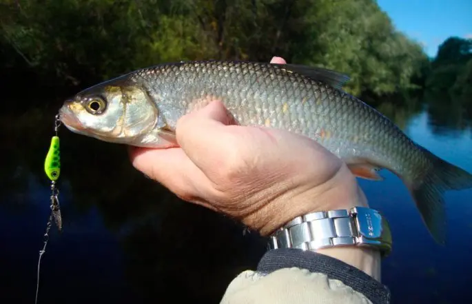 Chebak fish (Siberian roach): appearance, habitat