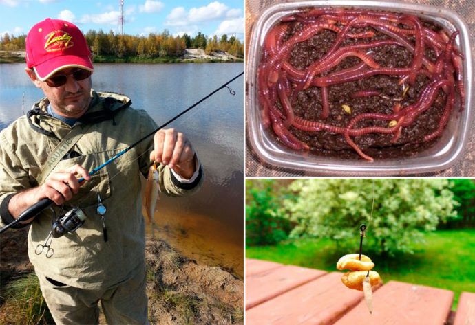 Chebak fishing: in summer, spring and autumn, tackle and bait, where to catch