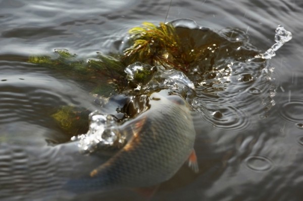 Chebak fishing: in summer, spring and autumn, tackle and bait, where to catch