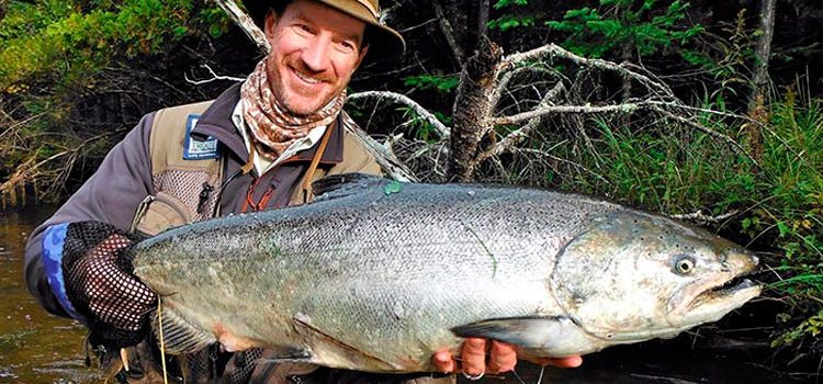 Chinook fish: useful properties, where it lives, delicious recipes